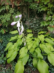 Hosta plantaginea
