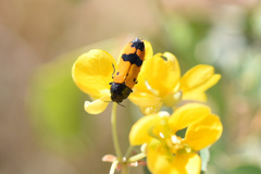 Castiarina atricollis