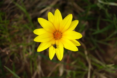 Gazania linearis linearis