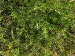 Artemisia campestris maritima