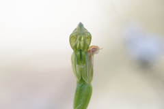 Pterostylis smaragdyna