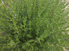 Artemisia campestris maritima