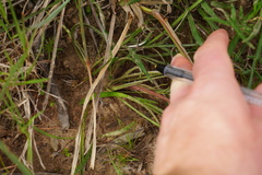 Gazania linearis linearis