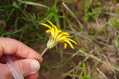 Gazania linearis linearis