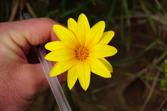 Gazania linearis linearis