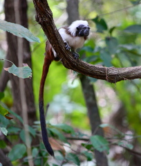 Saguinus oedipus