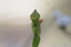 Pterostylis smaragdyna