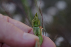 Pterostylis smaragdyna