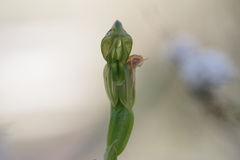 Pterostylis smaragdyna