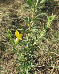 Chamaecytisus