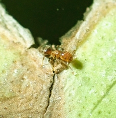 Tapinoma luteum