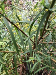 Solidagininae