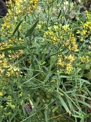 Solidagininae