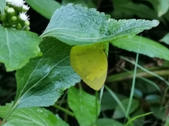 Eurema hecabe hecabe