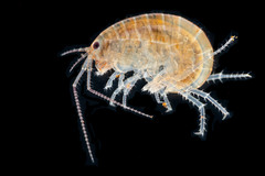 Chiltonorchestia pusilla