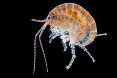 Chiltonorchestia pusilla