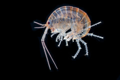 Chiltonorchestia pusilla