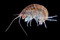 Chiltonorchestia pusilla
