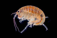 Chiltonorchestia pusilla