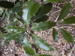Pittosporum undulatum