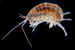 Chiltonorchestia pusilla