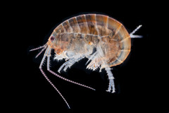 Chiltonorchestia pusilla