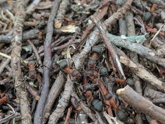 Formica lugubris