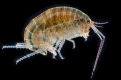 Chiltonorchestia pusilla