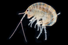 Chiltonorchestia pusilla