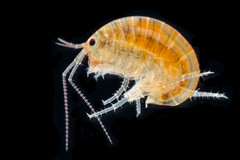 Chiltonorchestia pusilla