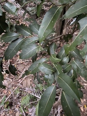 Cryptocarya microneura
