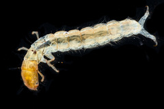 Ecnomidae