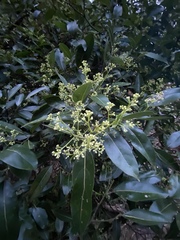 Cryptocarya microneura