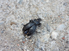 Carabus germarii