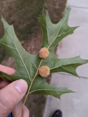 Callirhytis infuscata
