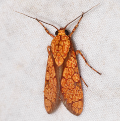 Cresera hieroglyphica