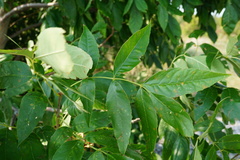 Fraxinus pennsylvanica subintegerrima