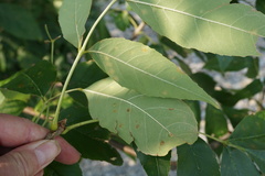 Fraxinus pennsylvanica subintegerrima