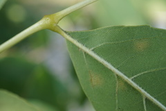 Fraxinus pennsylvanica subintegerrima