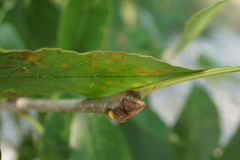 Fraxinus pennsylvanica subintegerrima