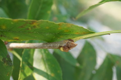 Fraxinus pennsylvanica subintegerrima
