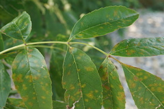 Fraxinus pennsylvanica subintegerrima