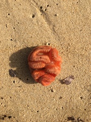 Sycozoa cerebriformis