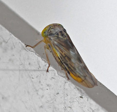Idiocerus herrichii