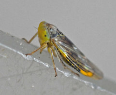 Idiocerus herrichii