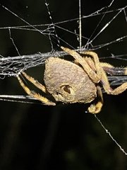 Poltys illepidus