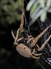 Poltys illepidus