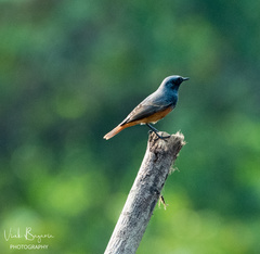 Phoenicurus ochruros