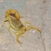 Pallid Thicktail Scorpion - Photo (c) Washington Wachira, some rights reserved (CC BY-NC), uploaded by Washington Wachira