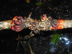 Hypocreopsis lichenoides